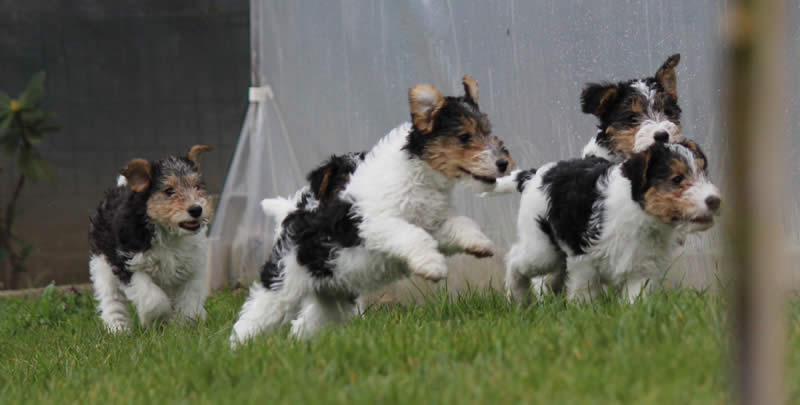 fox terrier pups 01